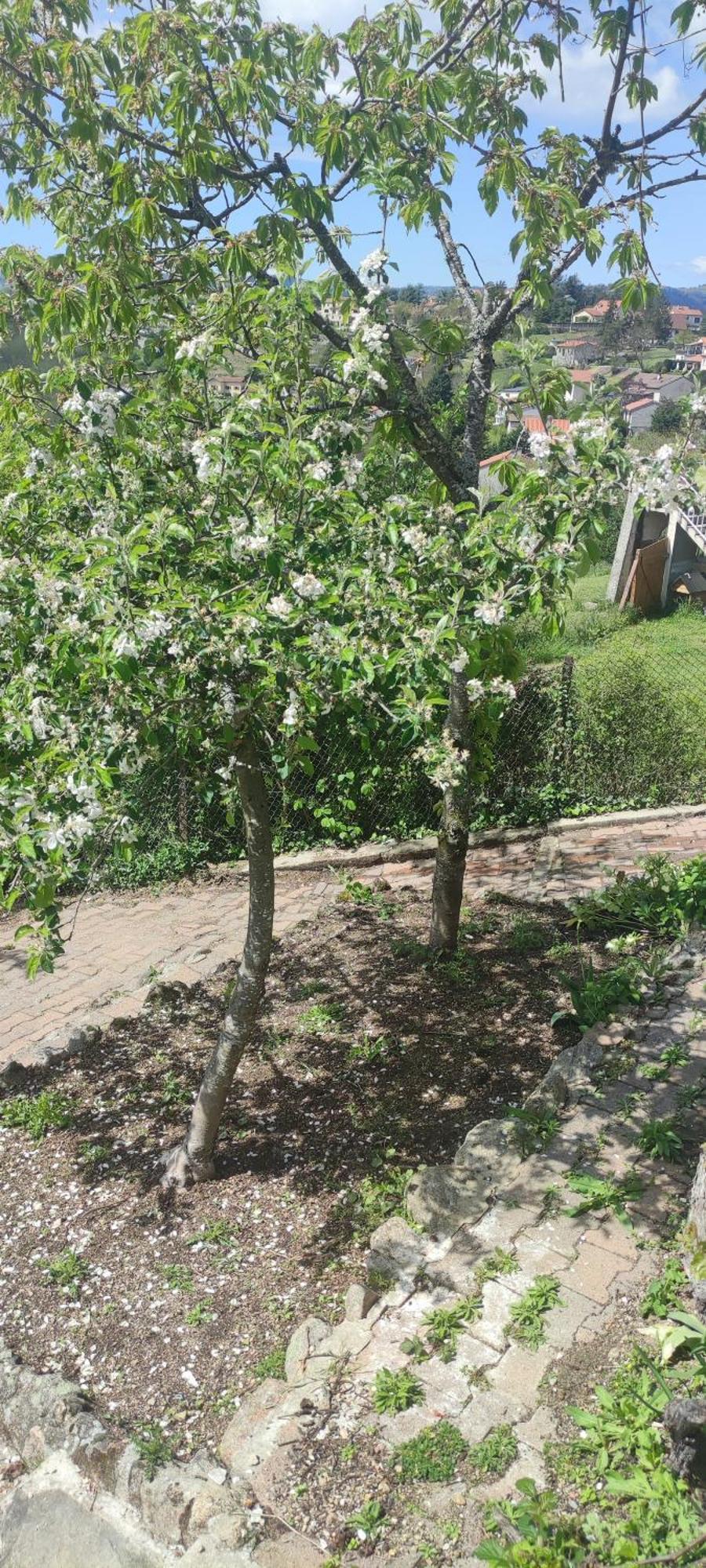 La Petite Maison D'Hose Monistrol-sur-Loire Eksteriør bilde